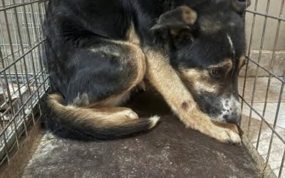 Chiens abandonnés en Roumanie