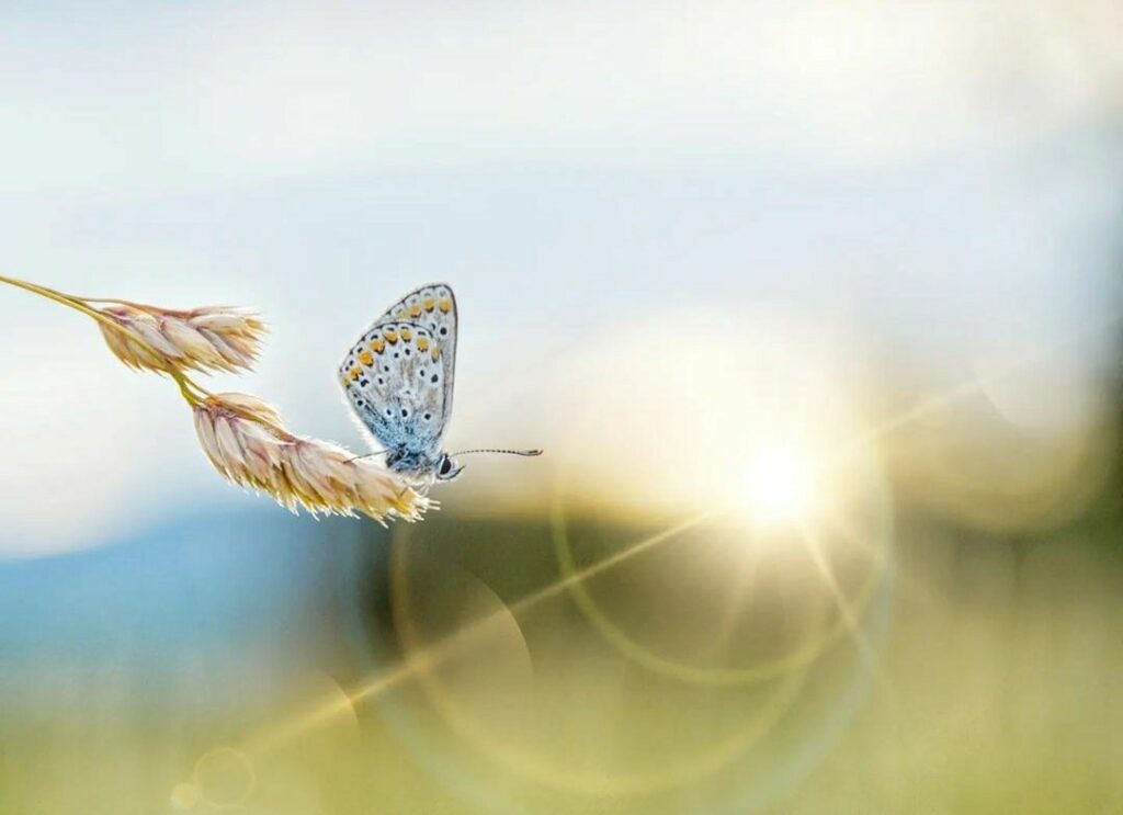 475261095_1169751684513176_6780917440311839779_n Joel Fretté Voyance