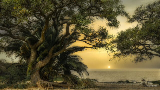 Vieil arbre noueux et palmiers au bord de l'eau face à un soleil couchant