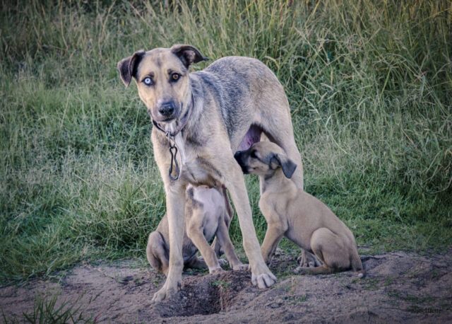Photographie d'une chienne aux yeux vairons debout dans l'herbe en train d'allaiter ses chiots dans une lumière naturelle.