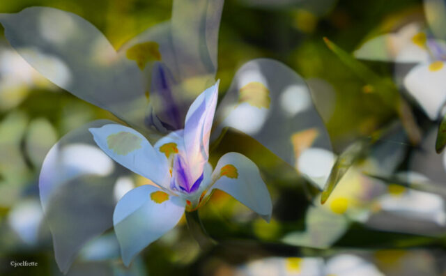 Photographie artistique en surimpression d'une fleur blanche aux touches violettes et jaunes, baignée dans une lumière douce et vaporeuse.