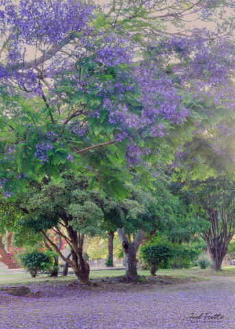 Photographie d'un grand jacaranda en fleurs aux teintes mauves et bleutées, avec un tapis de pétales tombés au sol le long d'une allée bordée de verdure.