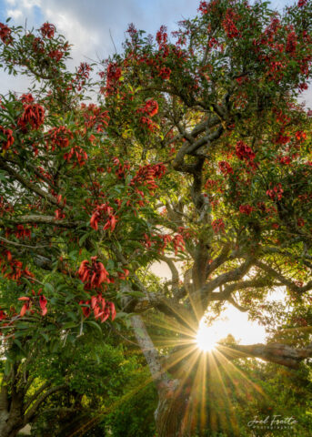 Grand arbre aux fleurs rouges éclatantes traversé par les rayons du soleil