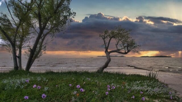Photographie panoramique d'une rive au coucher du soleil, avec des fleurs sauvages violettes au premier plan, de l'herbe et du sable, et deux arbres distincts encadrant une vue sur l'eau et un ciel nuageux dramatique avec des rayons lumineux.