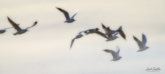 Groupe de mouettes ou goélands en plein vol aux ailes déployées sur un fond de ciel clair et lumineux