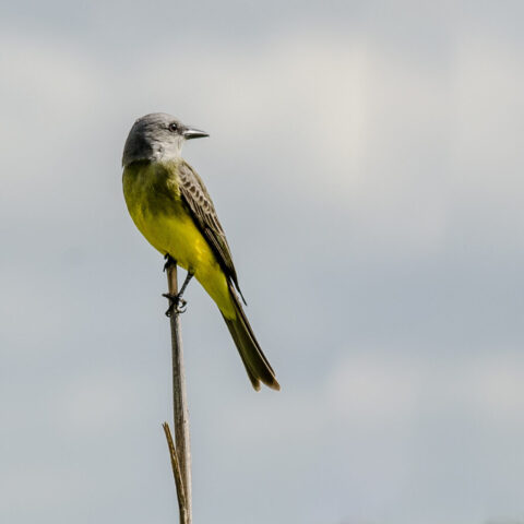 Tyran mélancolique (oiseau) au ventre jaune vif et à la tête grise perché sur une tige sèche contre un ciel nuageux