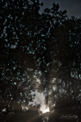 Photographie en contre-plongée de la canopée d'arbres sombres, avec des rayons de soleil traversant le feuillage et illuminant le ciel.