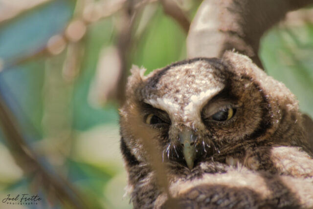 Photographie animalière en gros plan d'un petit rapace nocturne, un hibou perché parmi les branches, fixant l'objectif avec intensité.